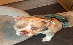 American Bully dogs for sale: Male Pocket Bully Lilac Mearl - Image 4