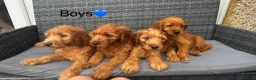 Goldendoodle dogs for sale: 🐾7 beautiful goldendoodles ready now🐾 - Advert 4