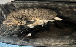Bengal cats for sale: 2 gorgeous male half bengal kittens 😺  - Image 4