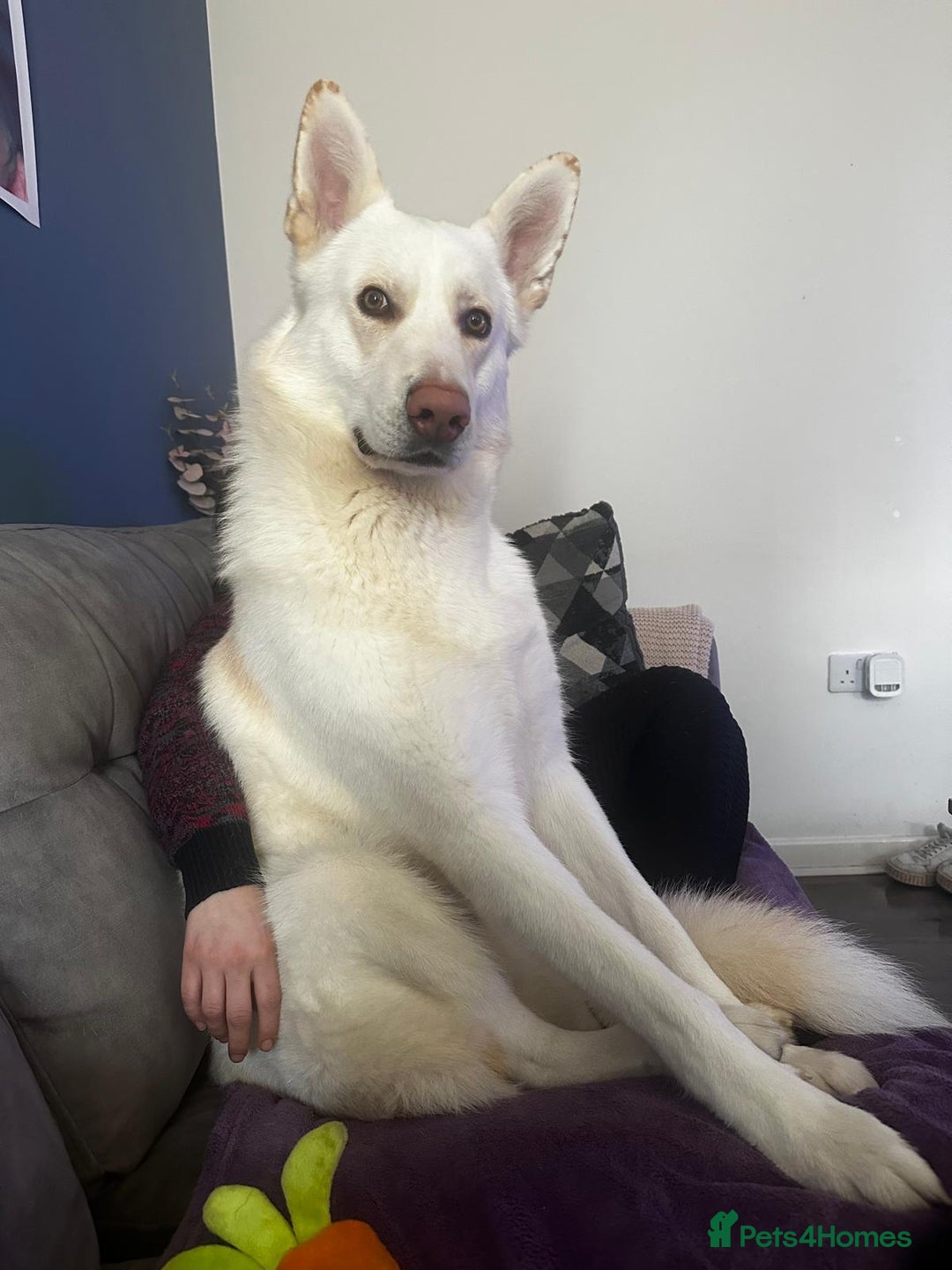 German Shepherd dogs for stud: Nika the shepsky for stud - Image 11
