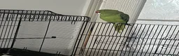 Parrots birds for sale: Parrot - Advert 2