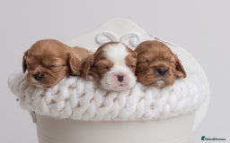 Cavalier King Charles Spaniel dogs for sale: Stunning Cavalier King Charles Spaniels - Image 7