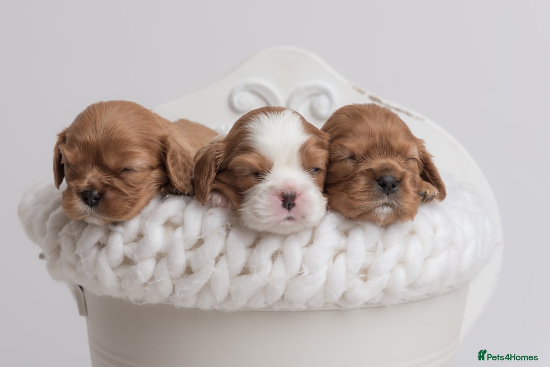 Cavalier King Charles Spaniel dogs for sale: Stunning Cavalier King Charles Spaniels - Image 7