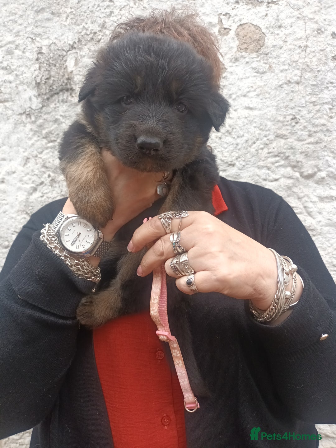 German Shepherd dogs for sale: German shepherd  - Image 4