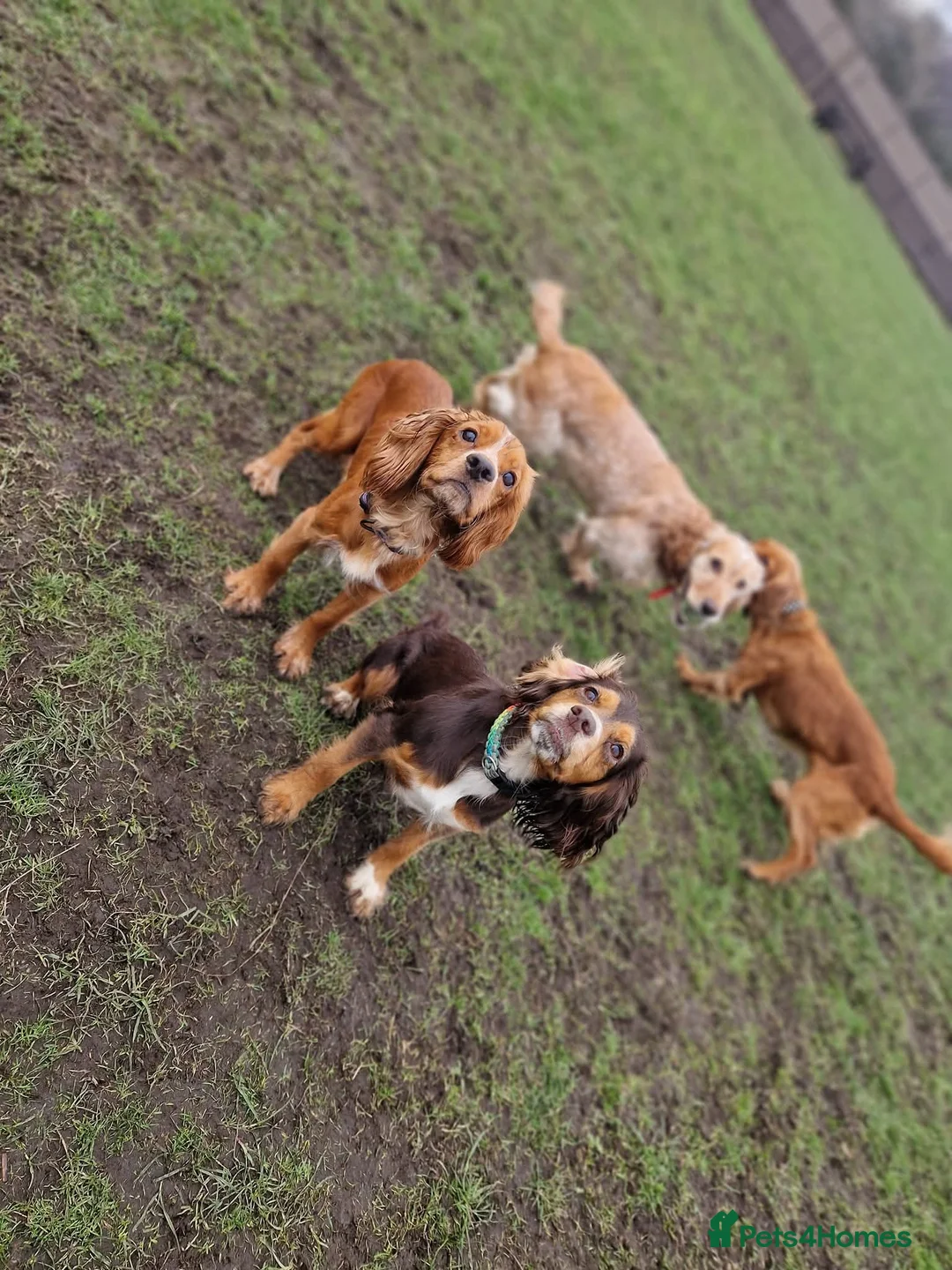 Cocker Spaniel dogs for sale: Cocker spaniel puppies for sale  - Advert 10