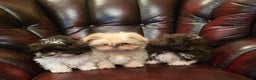Shih Tzu dogs for sale: Stunning shih tzu - Advert 20