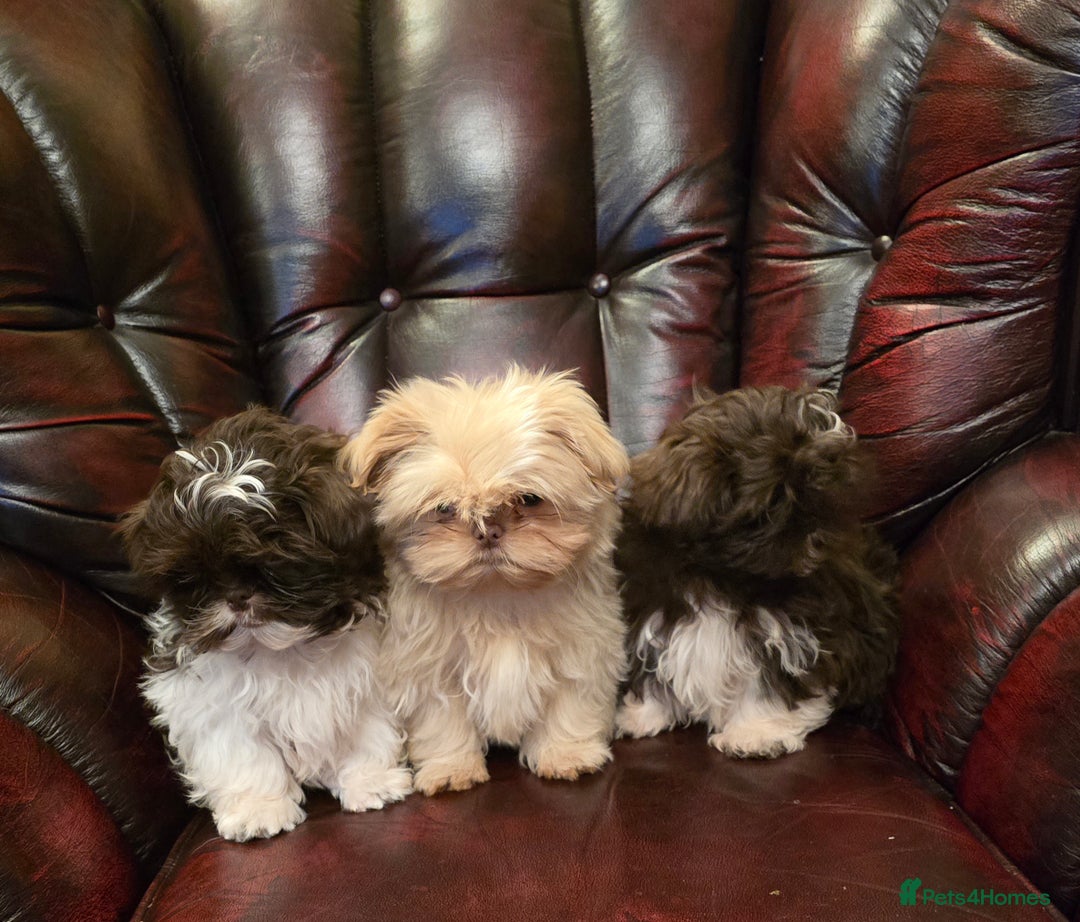 Shih Tzu dogs for sale: Stunning shih tzu - Advert 20