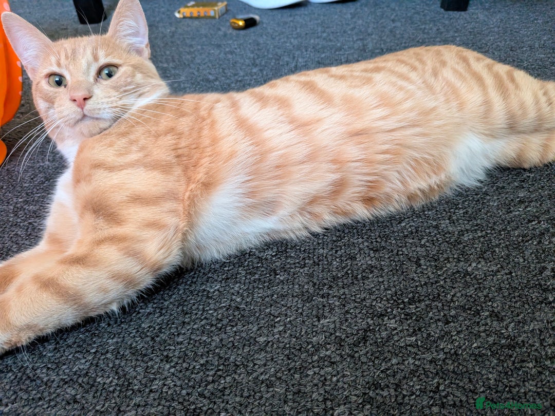 Mixed Breed cats for sale: 7 month old kitten - Advert 4