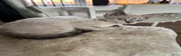 Devon Rex cats for sale: Devon rex  x sphynx kittens  in Bristol - Advert 2