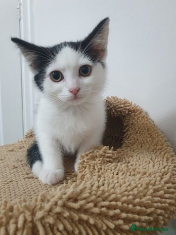 Mixed Breed cats BSH/ragdoll&Siberian - Advert 8