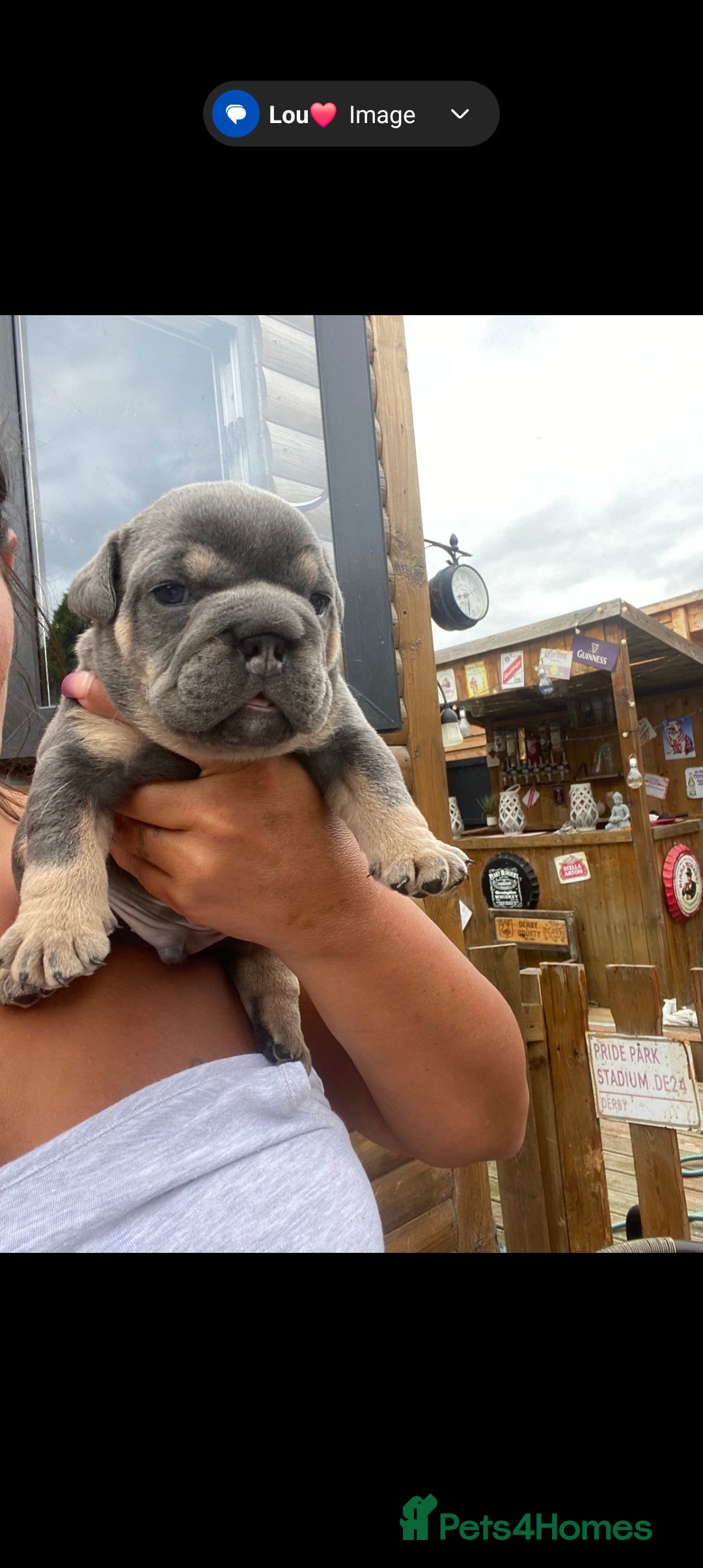 English Bulldog dogs for sale: KC REGISTERED ENGLISH BULLDOGS  - Image 4