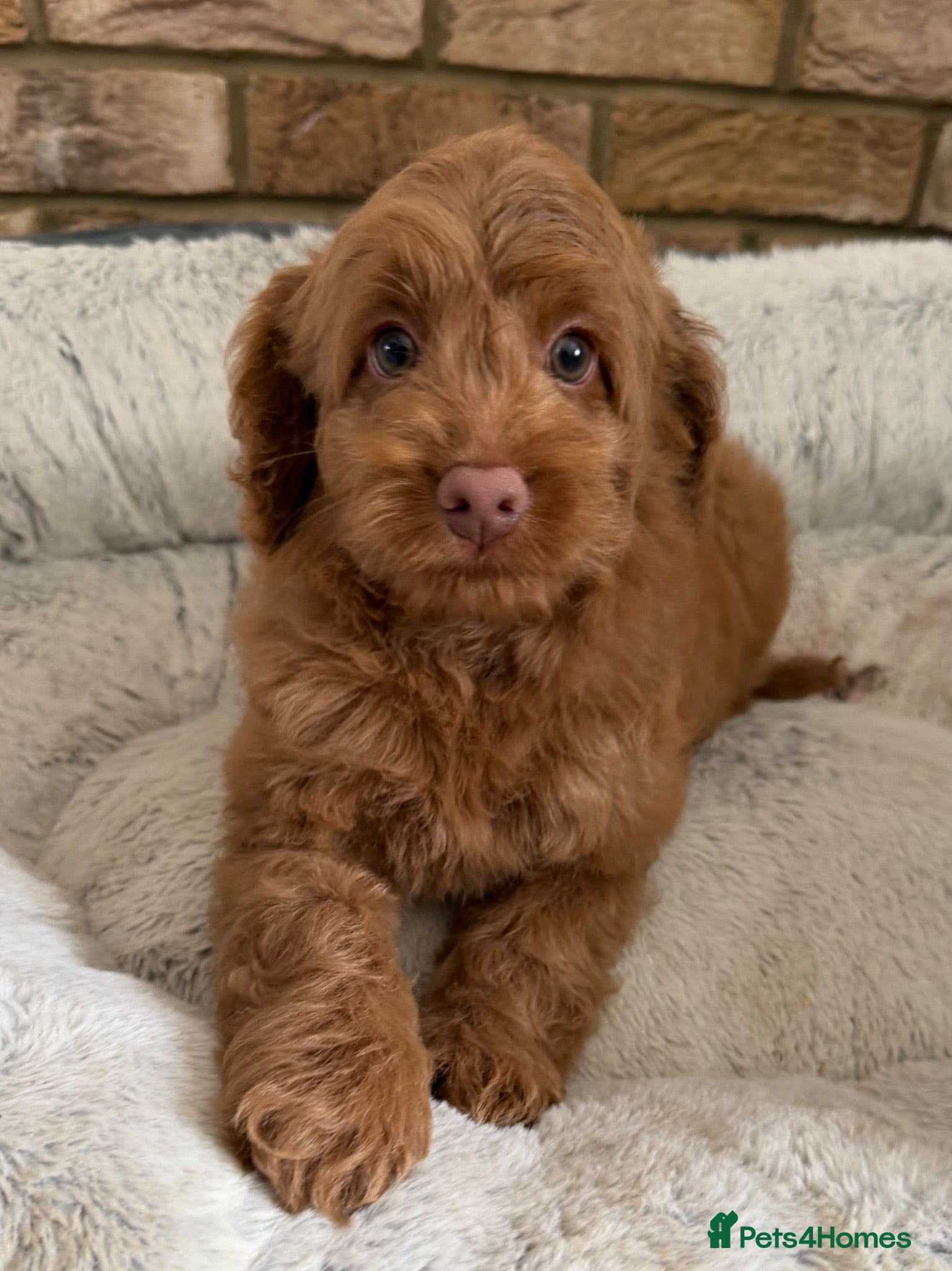 Australian Labradoodle dogs Genuine Australlian Labradoodles ( WALA reg)  - Advert 2