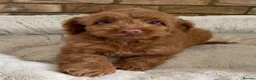 Australian Labradoodle dogs for sale: Genuine Australlian Labradoodles ( WALA reg)  - Advert 10