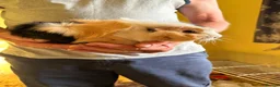 Guinea Pig rodents for sale: 2 Gorgeous female Guinea Pigs - Advert 2