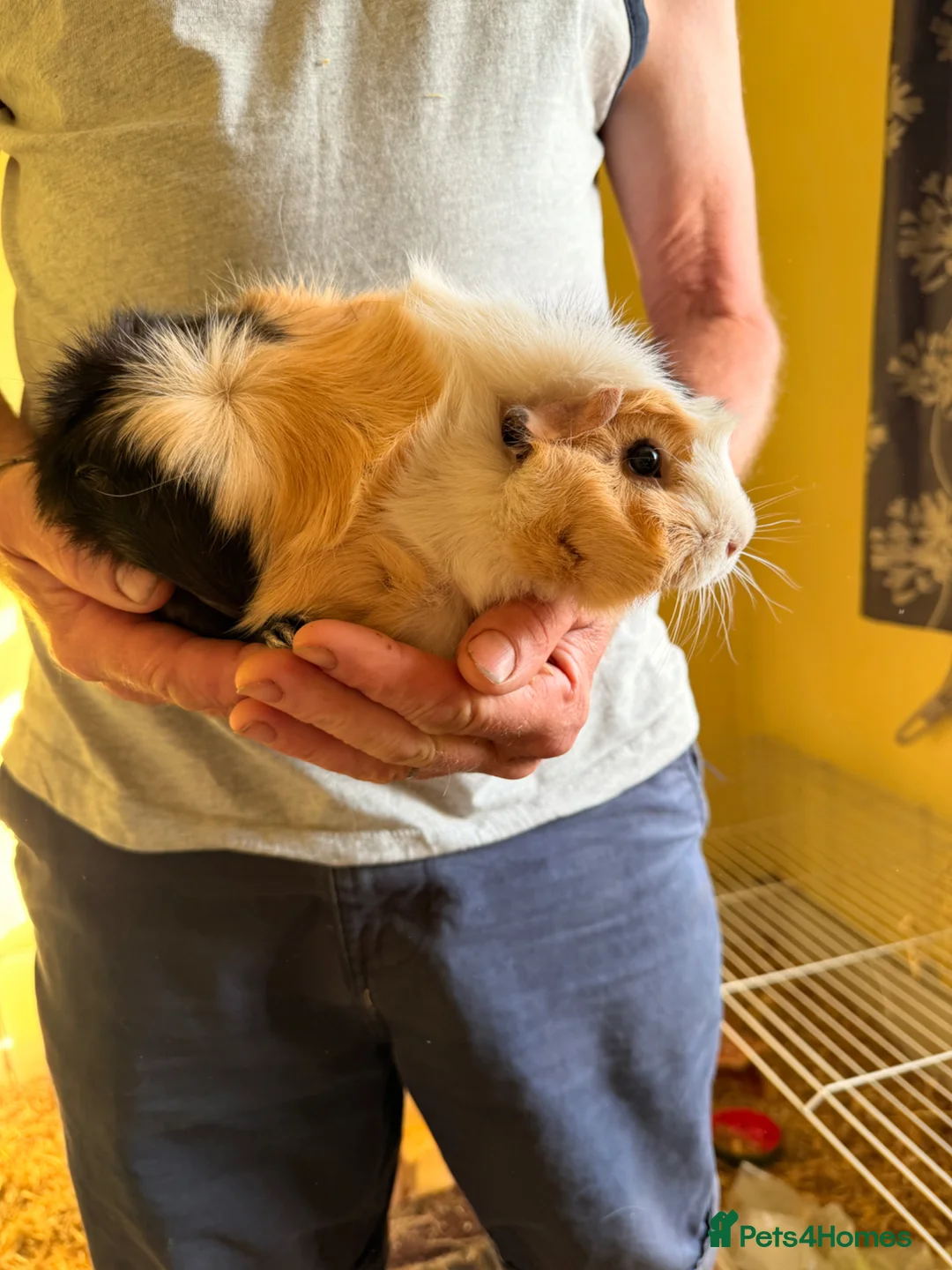 Guinea Pig rodents for sale: 2 Gorgeous female Guinea Pigs - Advert 2