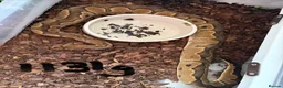 Python Snake reptiles for sale: Royal pythons - Advert 13