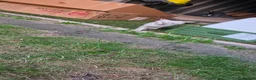 Bengal cats for sale: Pure Snow bengal  - Advert 6