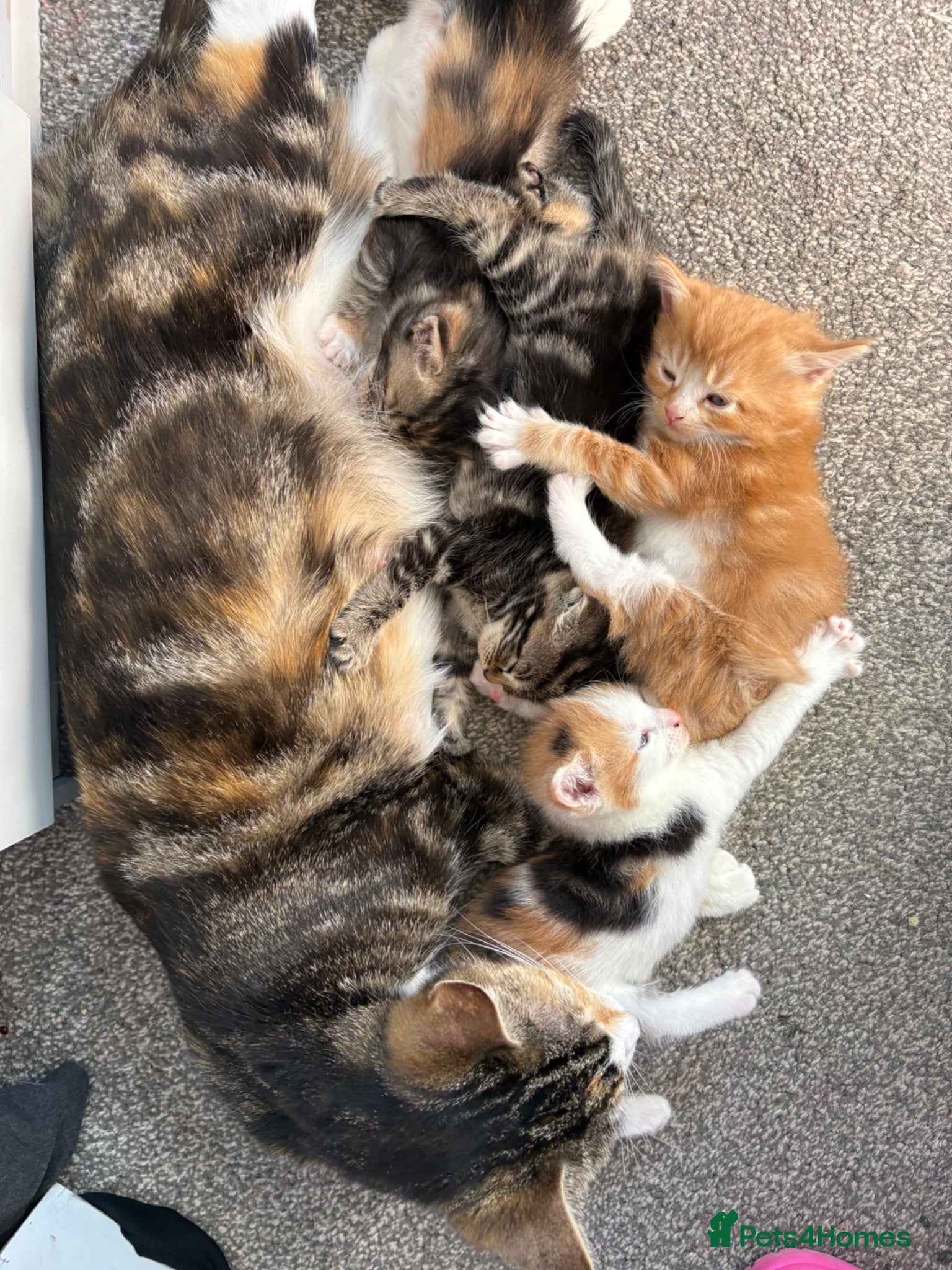 Mixed Breed cats Beautiful ginger boy. - Advert 1