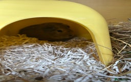 Guinea Pig rodents for sale: 2 male guniea pigs - Image 2