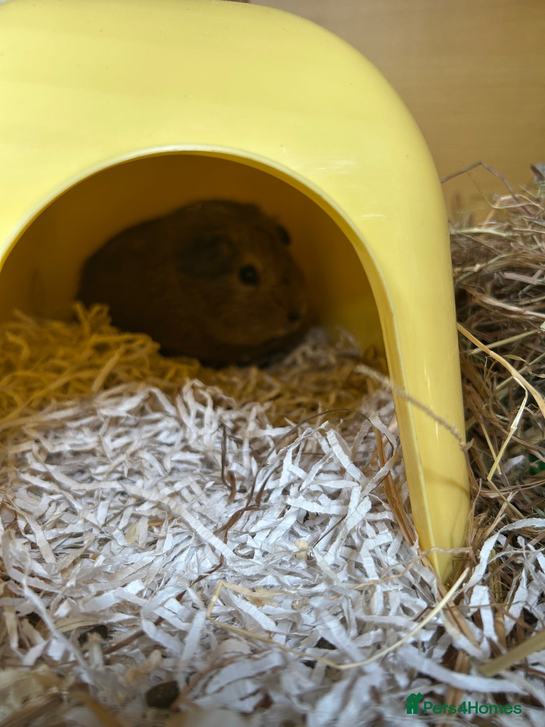 Guinea Pig rodents for sale: 2 male guniea pigs - Image 2