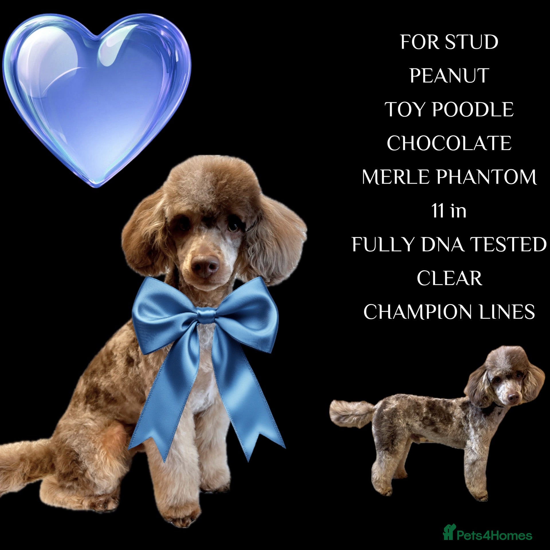 Toy Poodle dogs FOR STUD PEANUT  - Advert 3