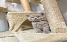 British Shorthair cats for sale: Purebred lilac British Shorthair - Image 7