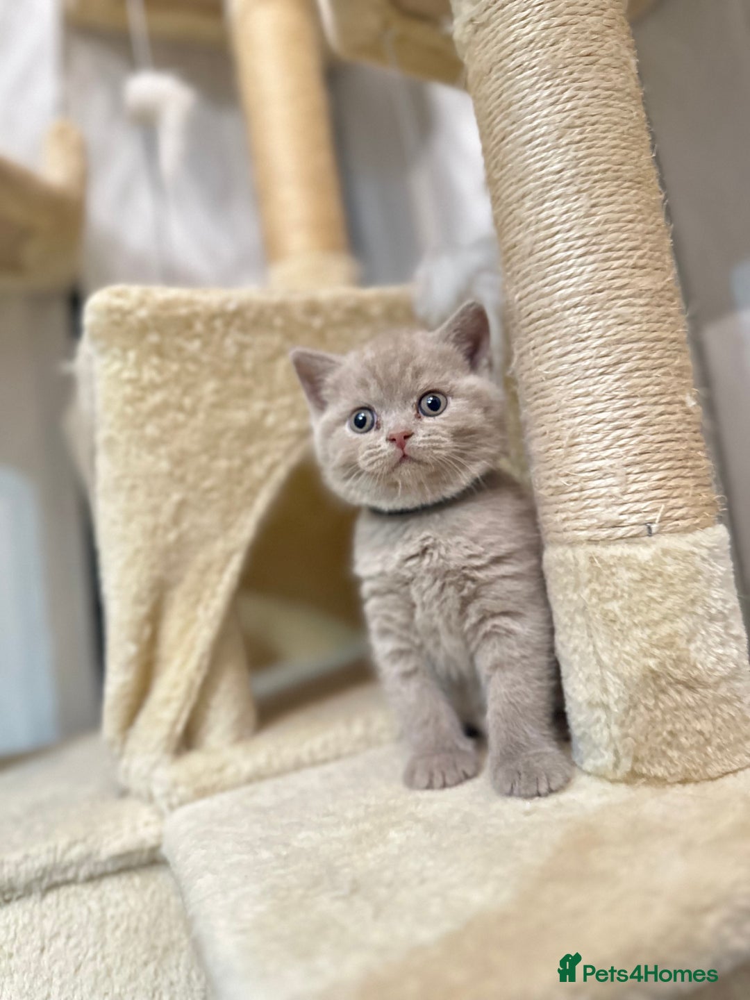 British Shorthair cats for sale: Purebred lilac British Shorthair - Image 7