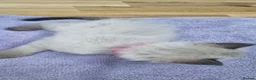 Ragdoll cats for sale: Gorgeous litter of Purebred Ragdoll kittens in London - Advert 33