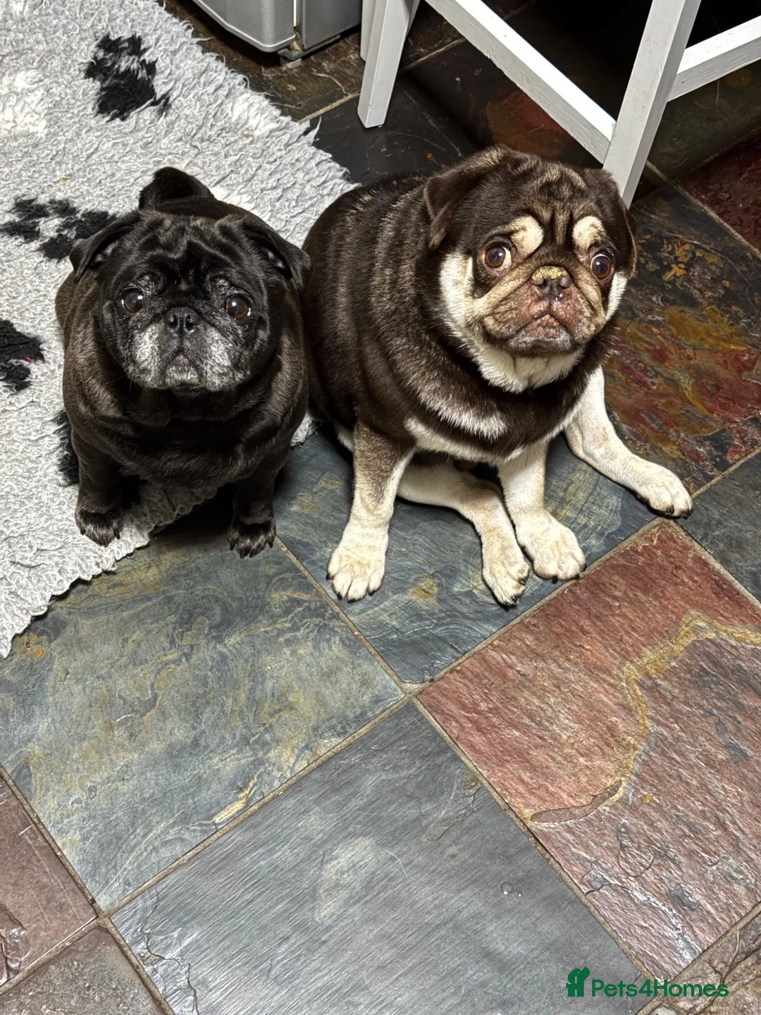 Pug dogs for sale: Stunning litter of kc pug puppies  - Advert 2