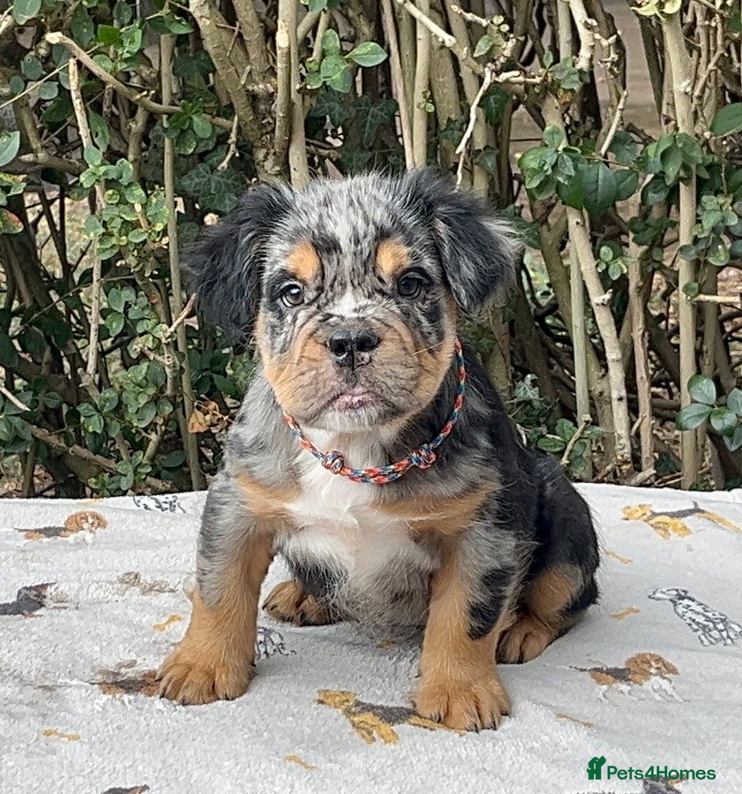 Olde English Bulldogge dogs for sale: MAMMUT OLDE ENGLISH BULLDOGS HEALTH TESTED  - Image 8