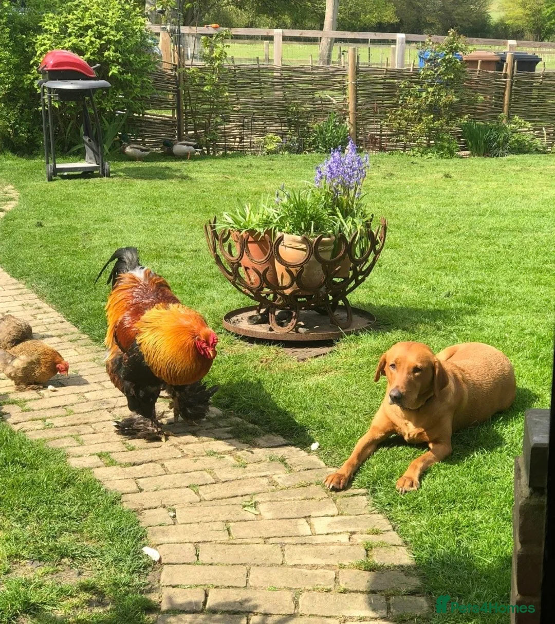 Labrador Retriever dogs for sale:  Fox red Labrador pups for sale, KC registered - Advert 6