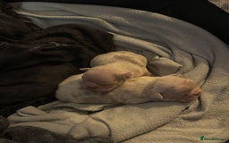Mixed Breed dogs for sale: French bulldog X English bulldog  - Image 3