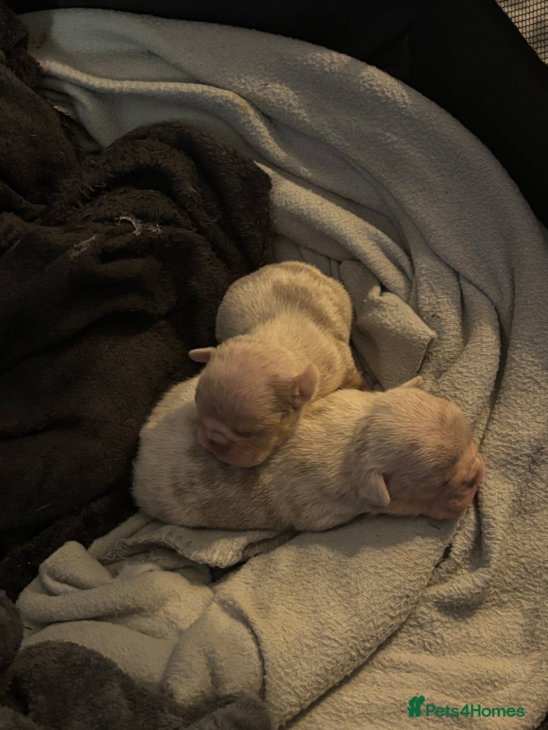 Mixed Breed dogs for sale: French bulldog X English bulldog  - Image 3