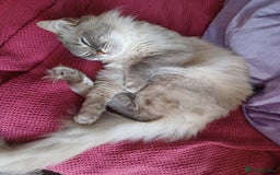 Ragdoll cats for sale: 2 Beautiful Girls available  - Image 17