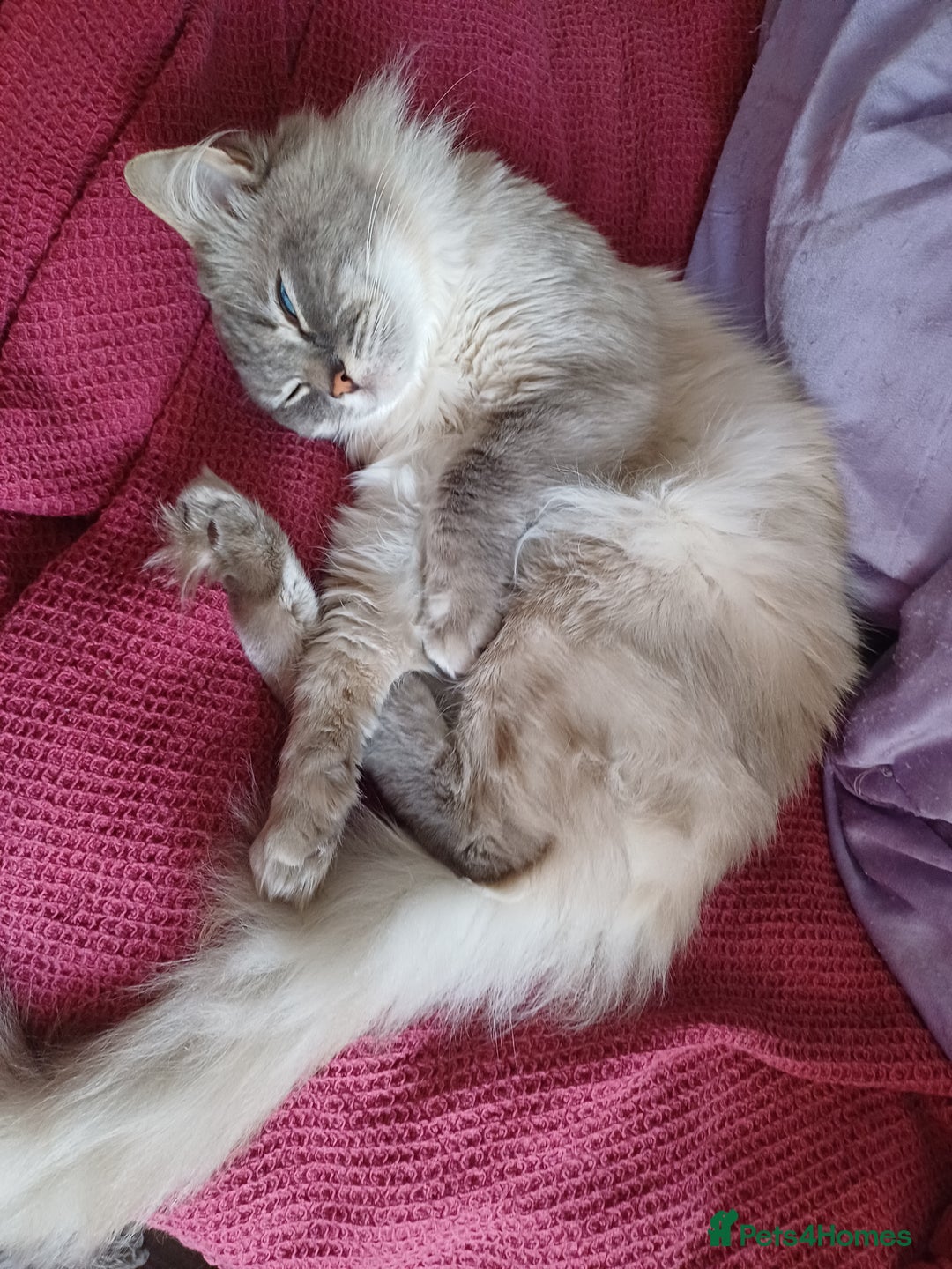 Ragdoll cats for sale: 2 Beautiful Girls available  - Image 17