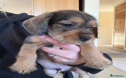 Dachshund dogs for sale: Wire haired dachshund puppies  - Advert 16