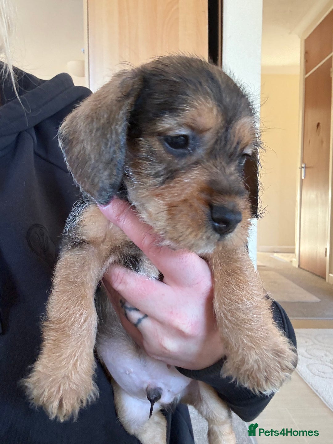 Dachshund dogs for sale: Wire haired dachshund puppies  - Advert 16