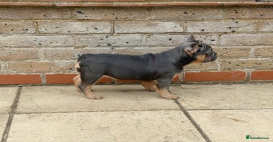 French Bulldog dogs - Advert 1