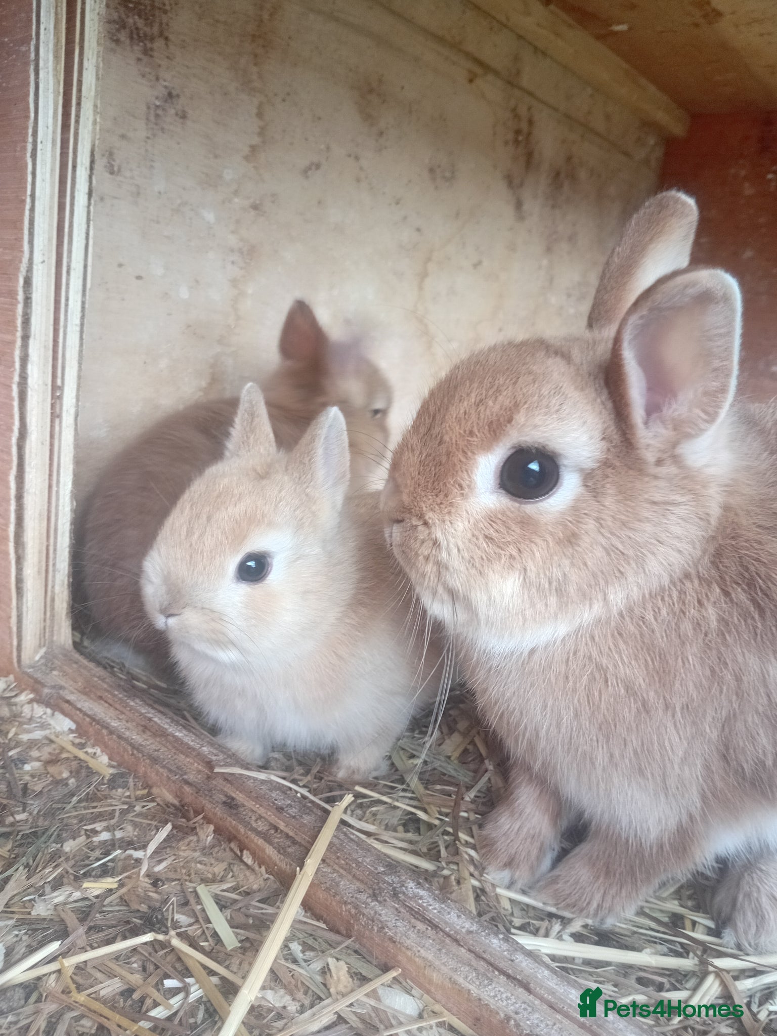 Netherland Dwarf rabbits Netherland dwarf baby  - Advert 1