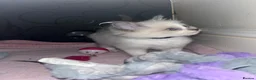 Ragdoll cats for sale: blue&lilac bi colour ragdolls   - Advert 20
