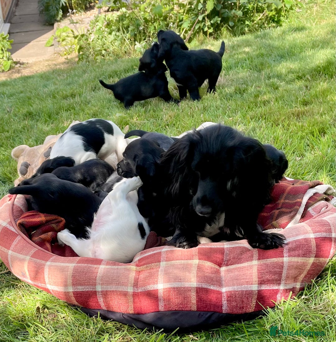 Cocker Spaniel dogs for sale: KC REG FIELD TRIAL SIRED COCKER SPANIEL PUPPIES  - Image 2