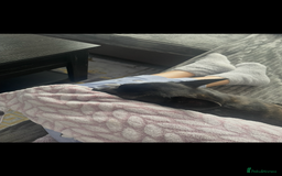 Mixed Breed dogs for sale: Princess - Advert 2