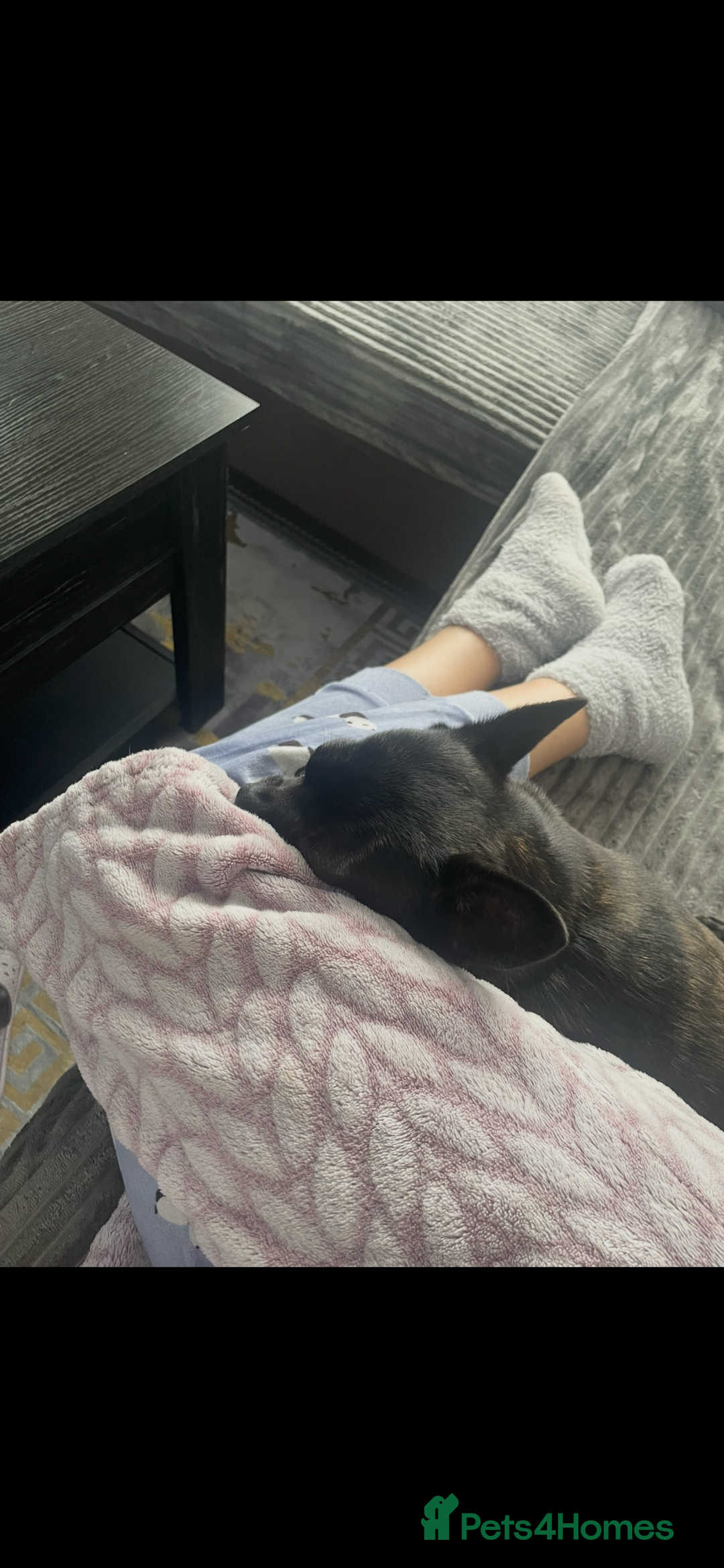 Mixed Breed dogs for sale: Princess - Advert 2