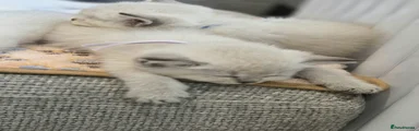 British Shorthair Light Purple Collar