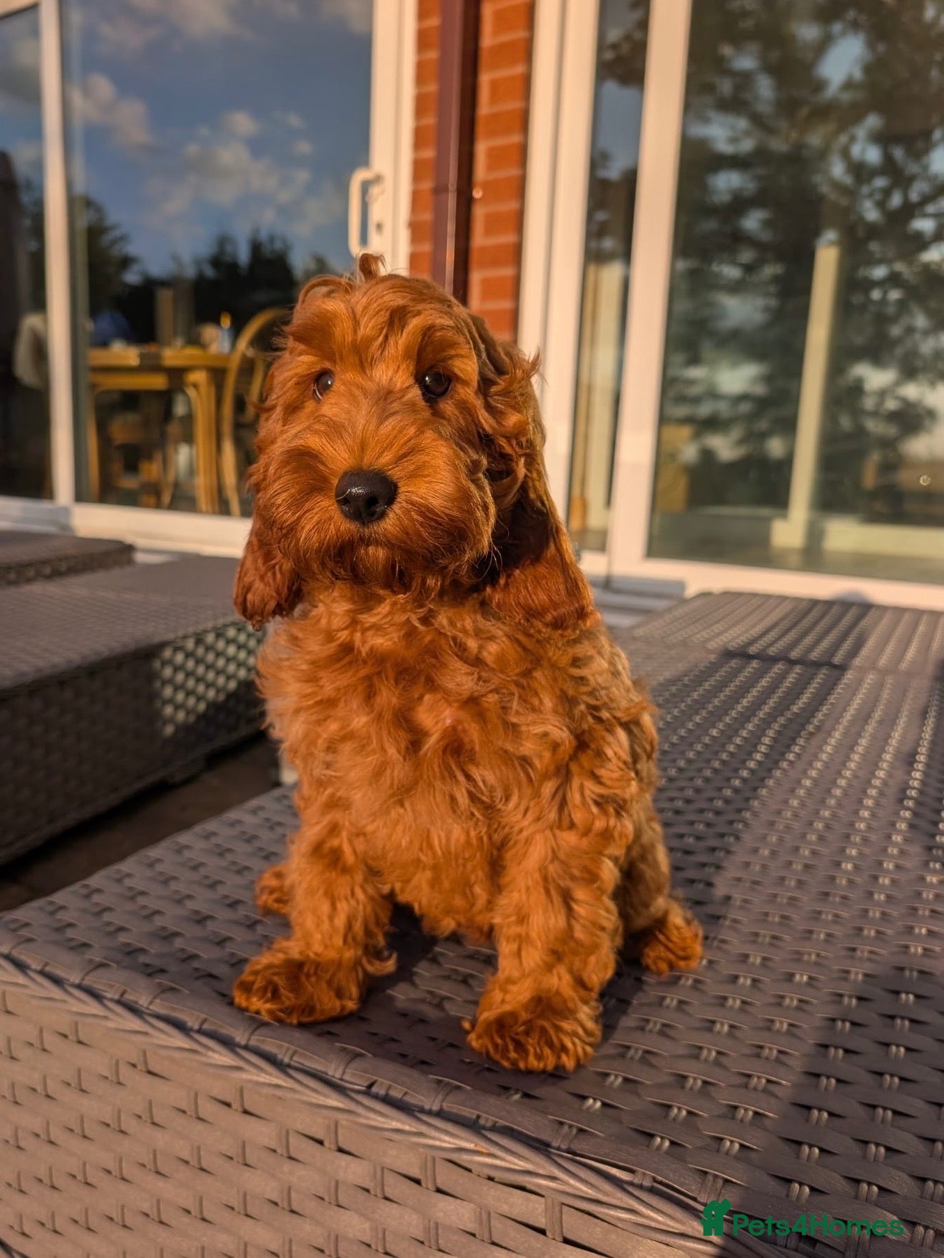 Cockapoo dogs F1b Cockapoo girl - Advert 1