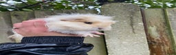Guinea Pig rodents for sale: Fluffy long haired Peruvian cross Sheltie babies - Advert 14