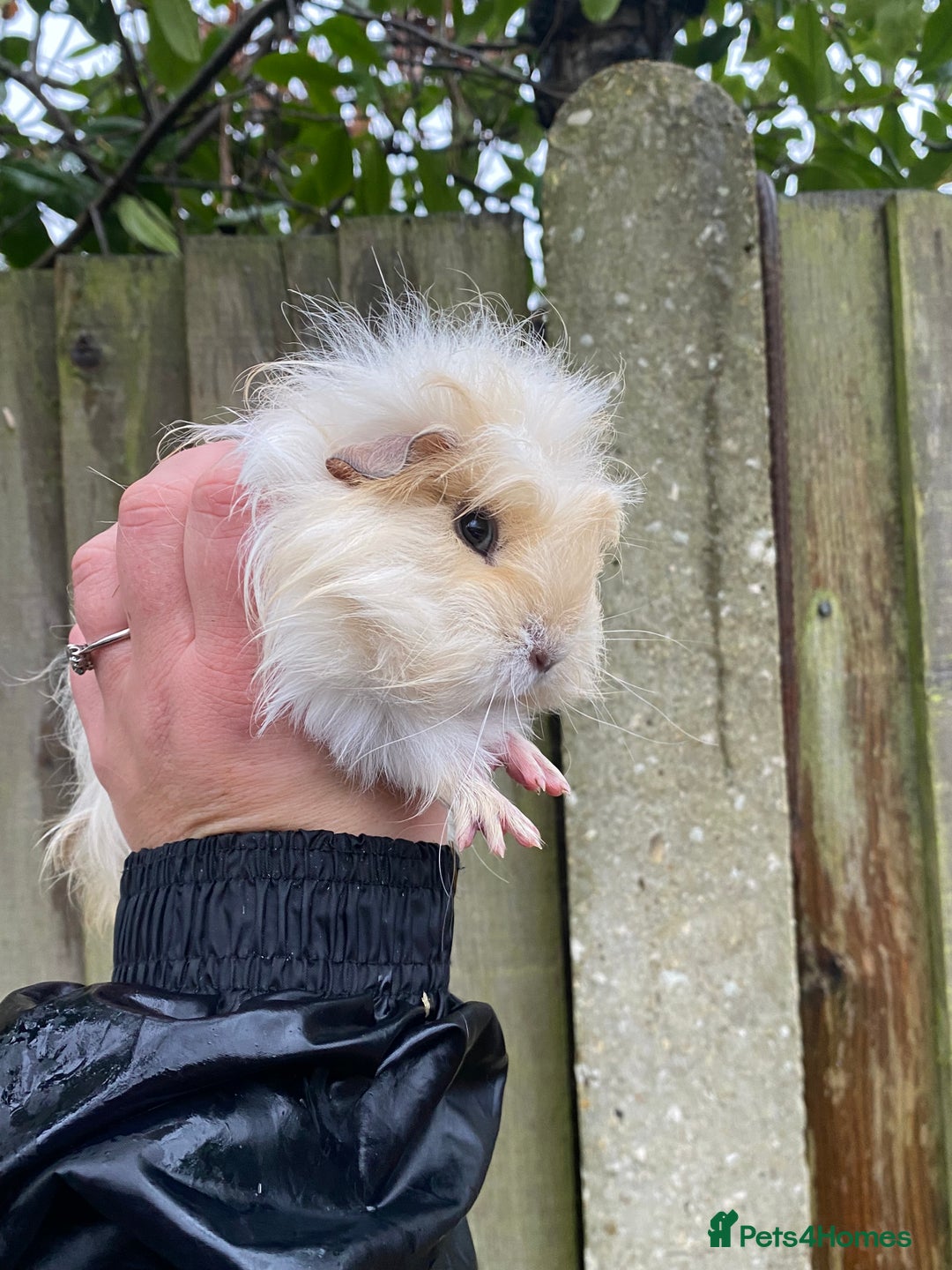 Guinea Pig rodents for sale: Fluffy long haired Peruvian cross Sheltie babies - Advert 14
