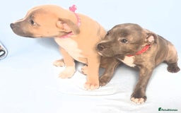 Staffordshire Bull Terrier dogs for sale: Staff puppies  - Image 2