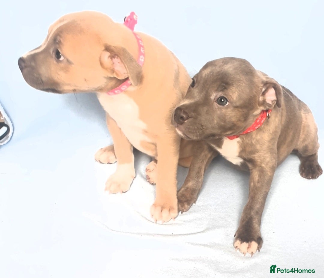 Staffordshire Bull Terrier dogs for sale: Staff puppies  - Image 2