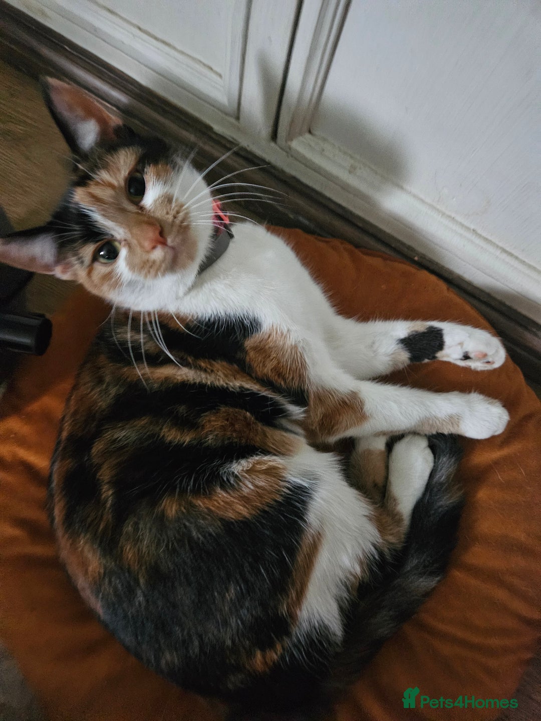 Mixed Breed cats for sale: Female cat - Advert 2